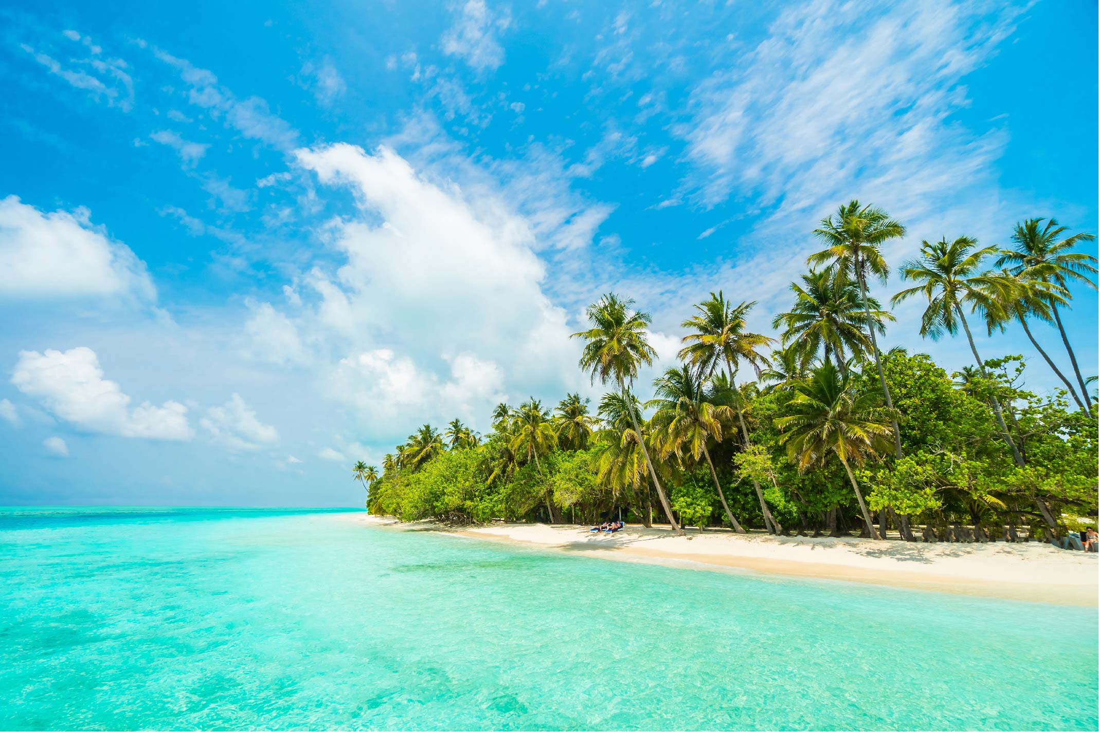 Island beach with palm trees